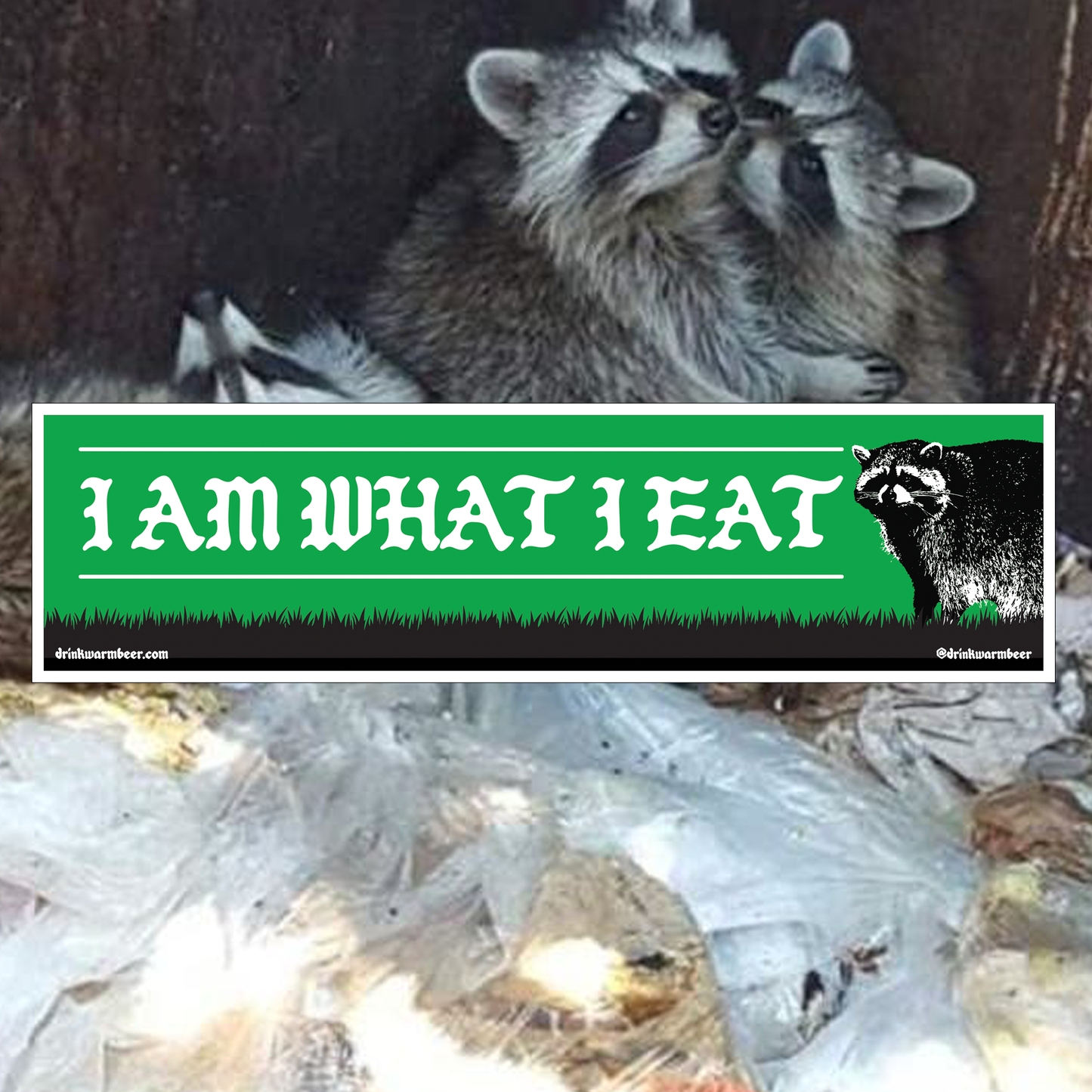 Raccoon Bumper Sticker